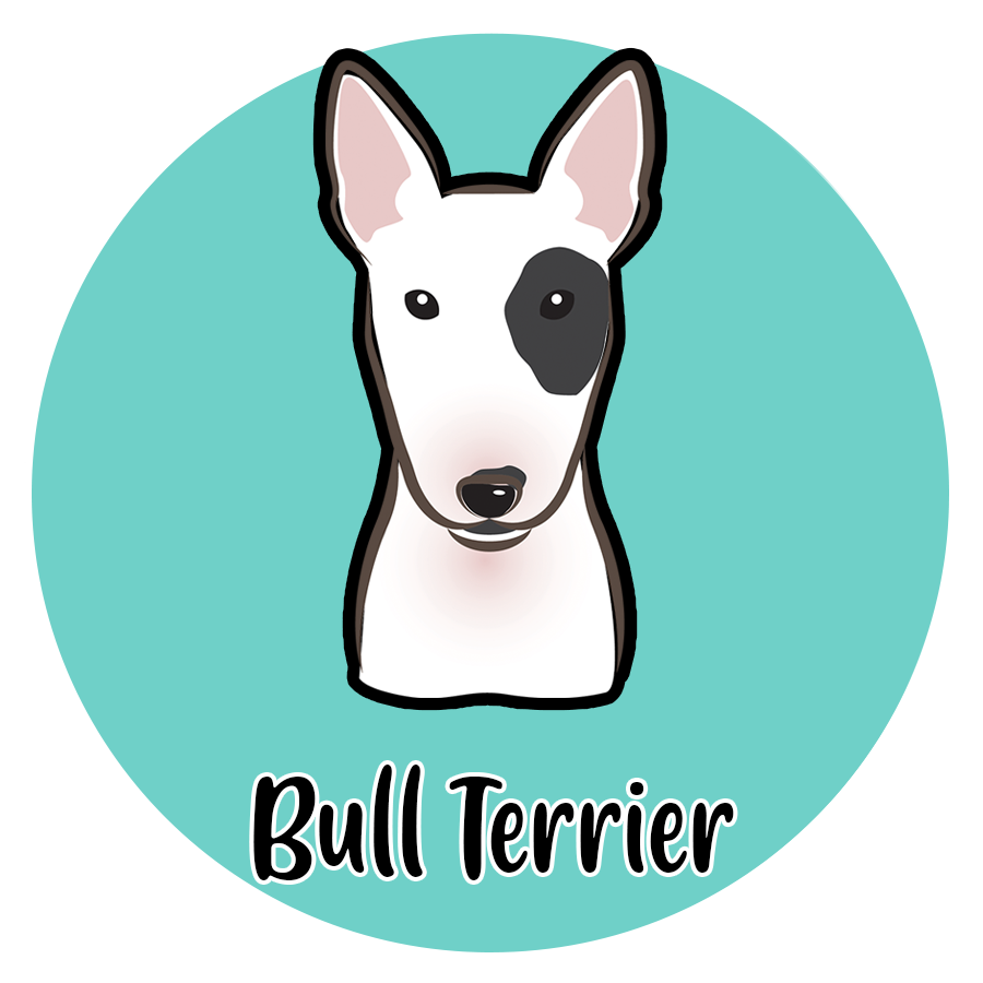 Bull Terrier – Spoilt Rotten Pets