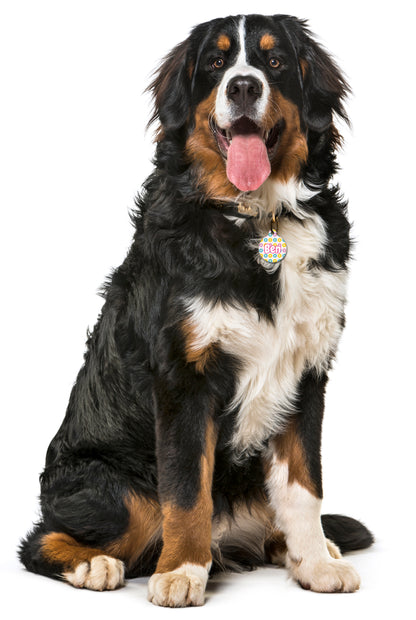 Mini Pastel Doughnuts - Pet ID Tag
