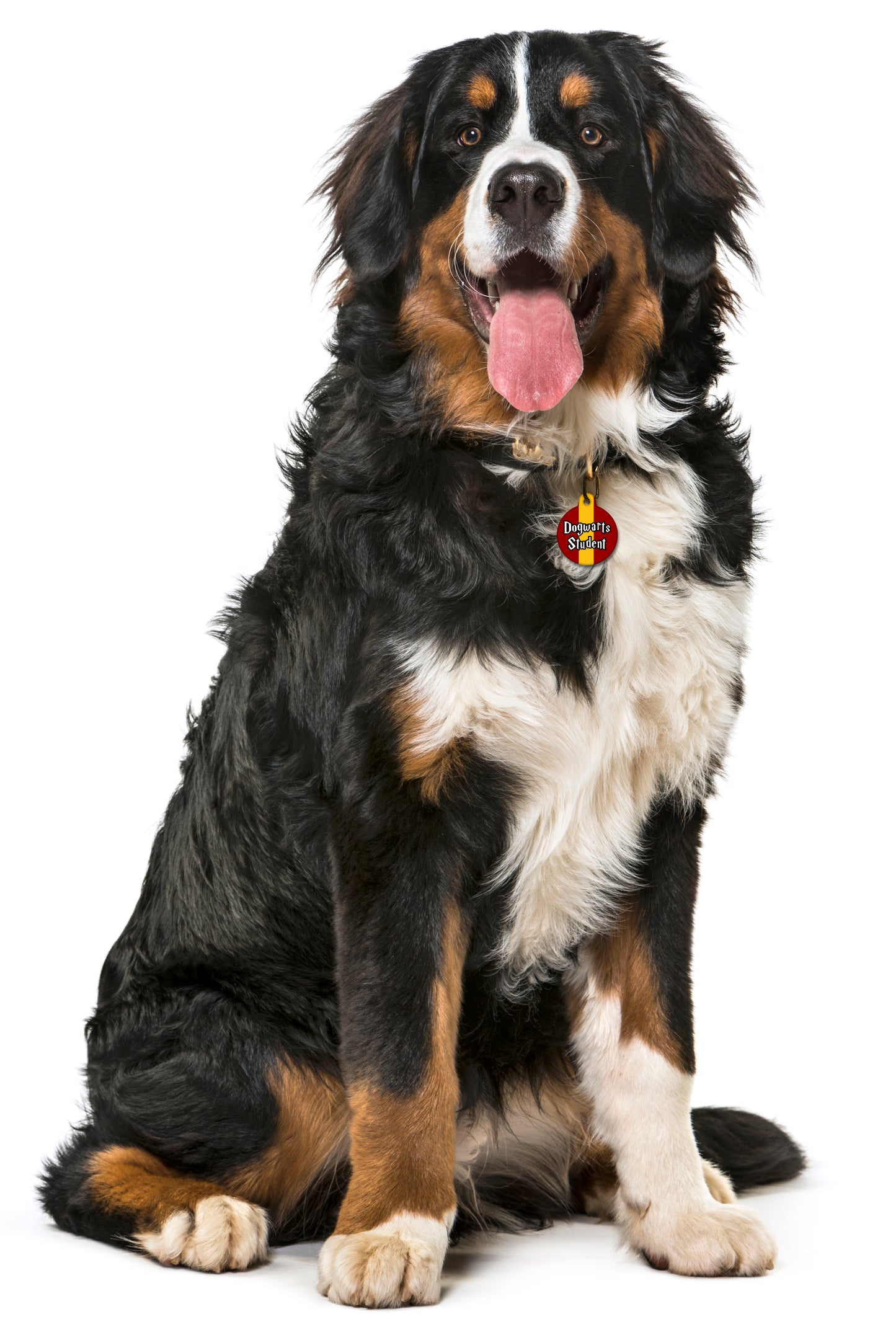 Griffinpaw Tie Colours - Pet ID Tag