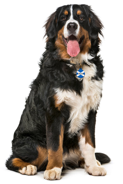 Scotland - Pet ID Tag