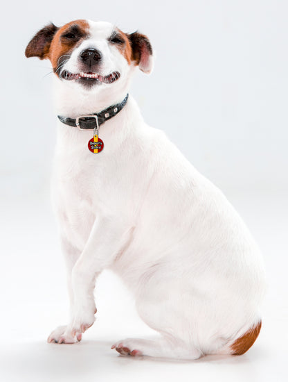 Griffinpaw Tie Colours - Pet ID Tag