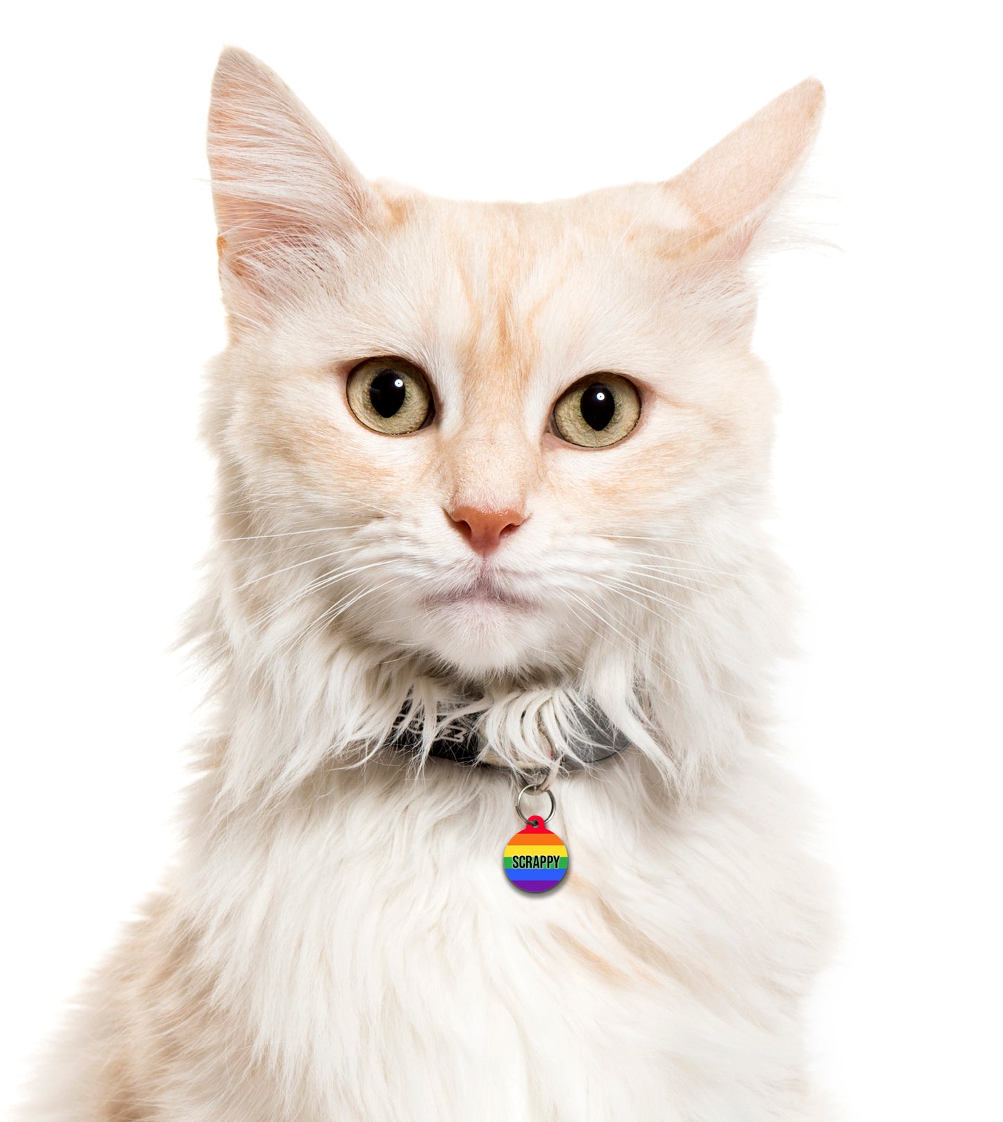 Rainbow Pride Stripe - Pet ID Tag