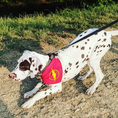 Lightening Dog Bandana