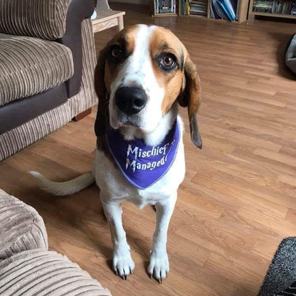 Dogwarts School of Waggery Dog Bandana