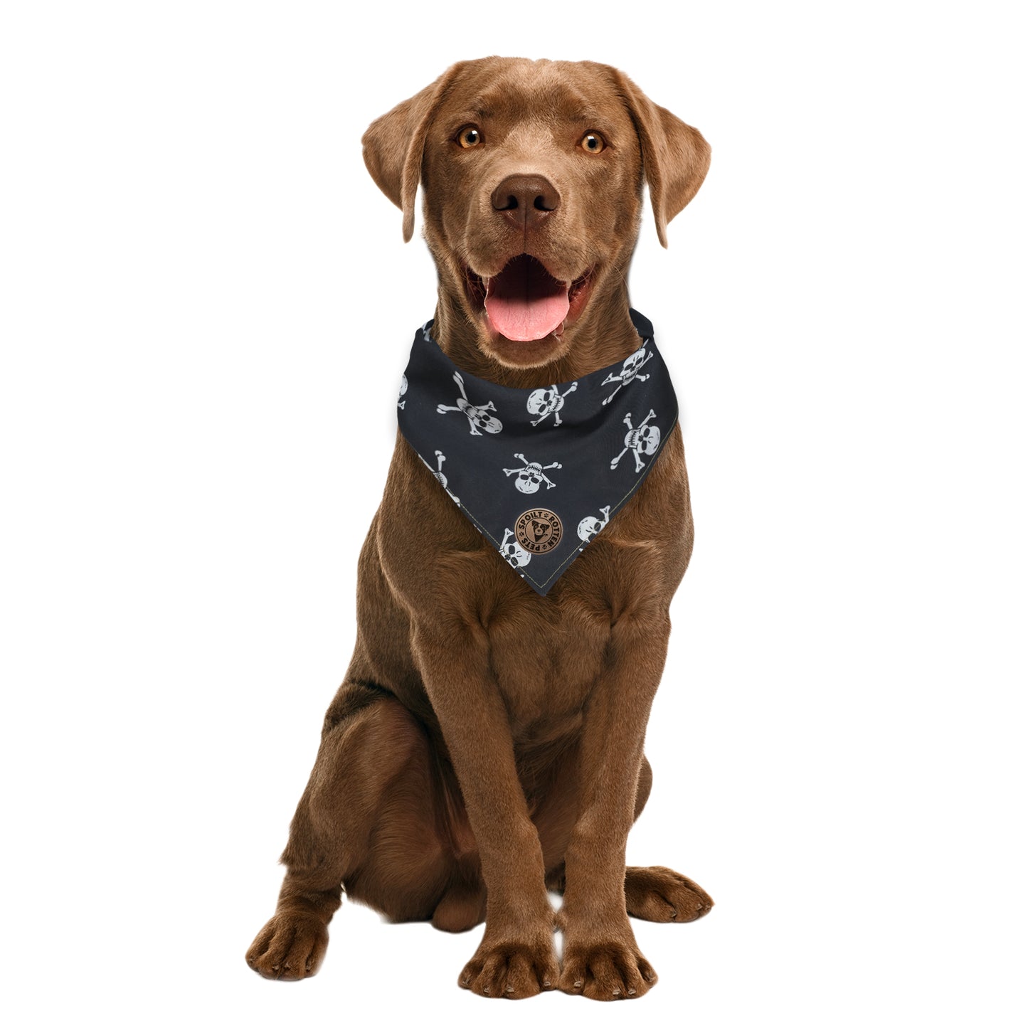 The Penzance - Skull & Crossbones Dog Bandana