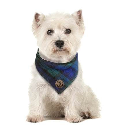 The Edinburgh - Blue Tartan Tied Dog Bandana
