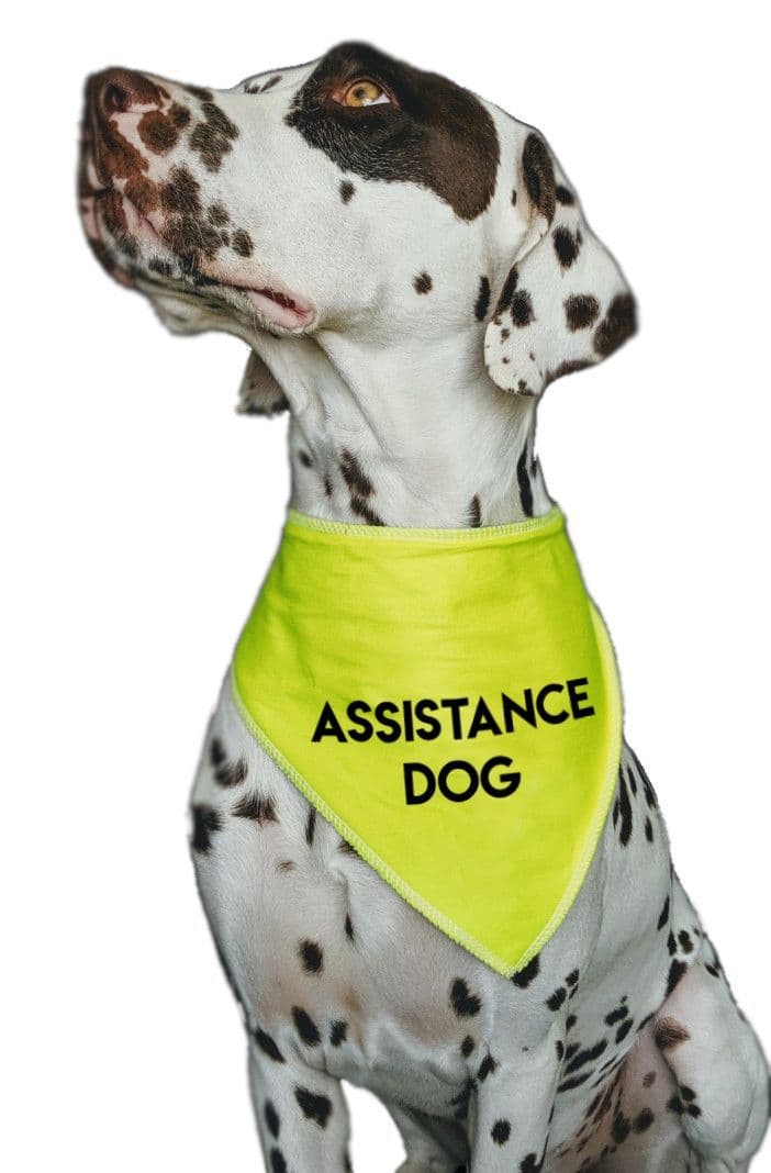 'ASSISTANCE DOG' Alert Hi Viz Dog Bandana