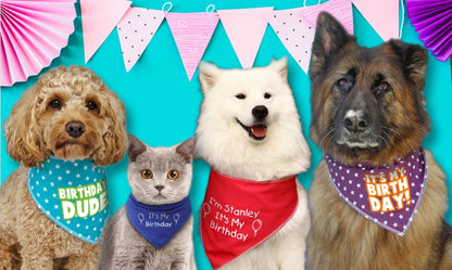 Birthday Boy Stars Dog Bandana