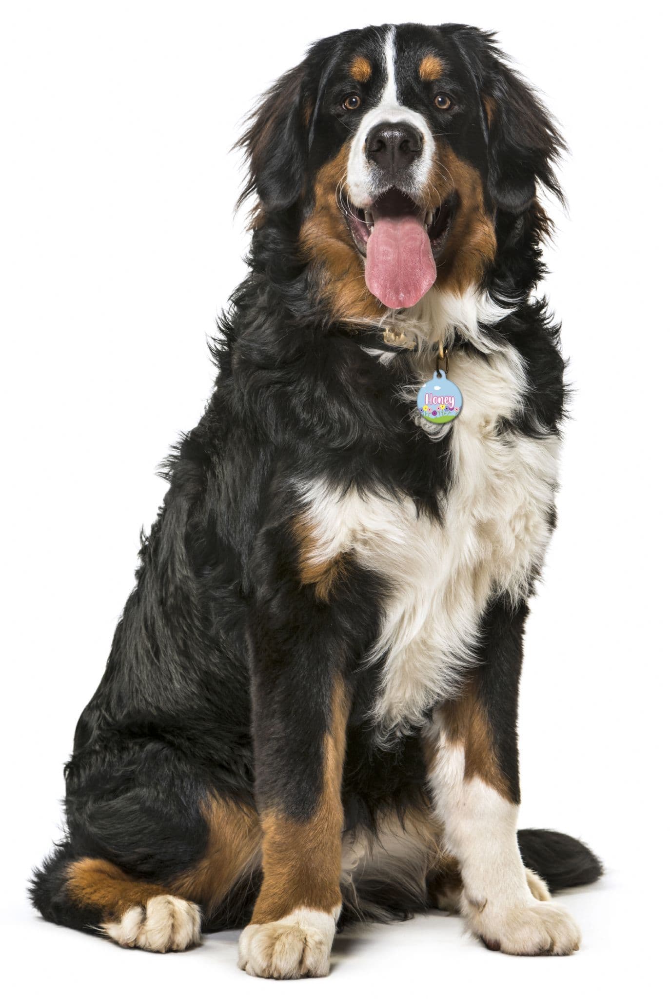 Garden Growing Flowers - Pet (Dog & Cat) ID Tag