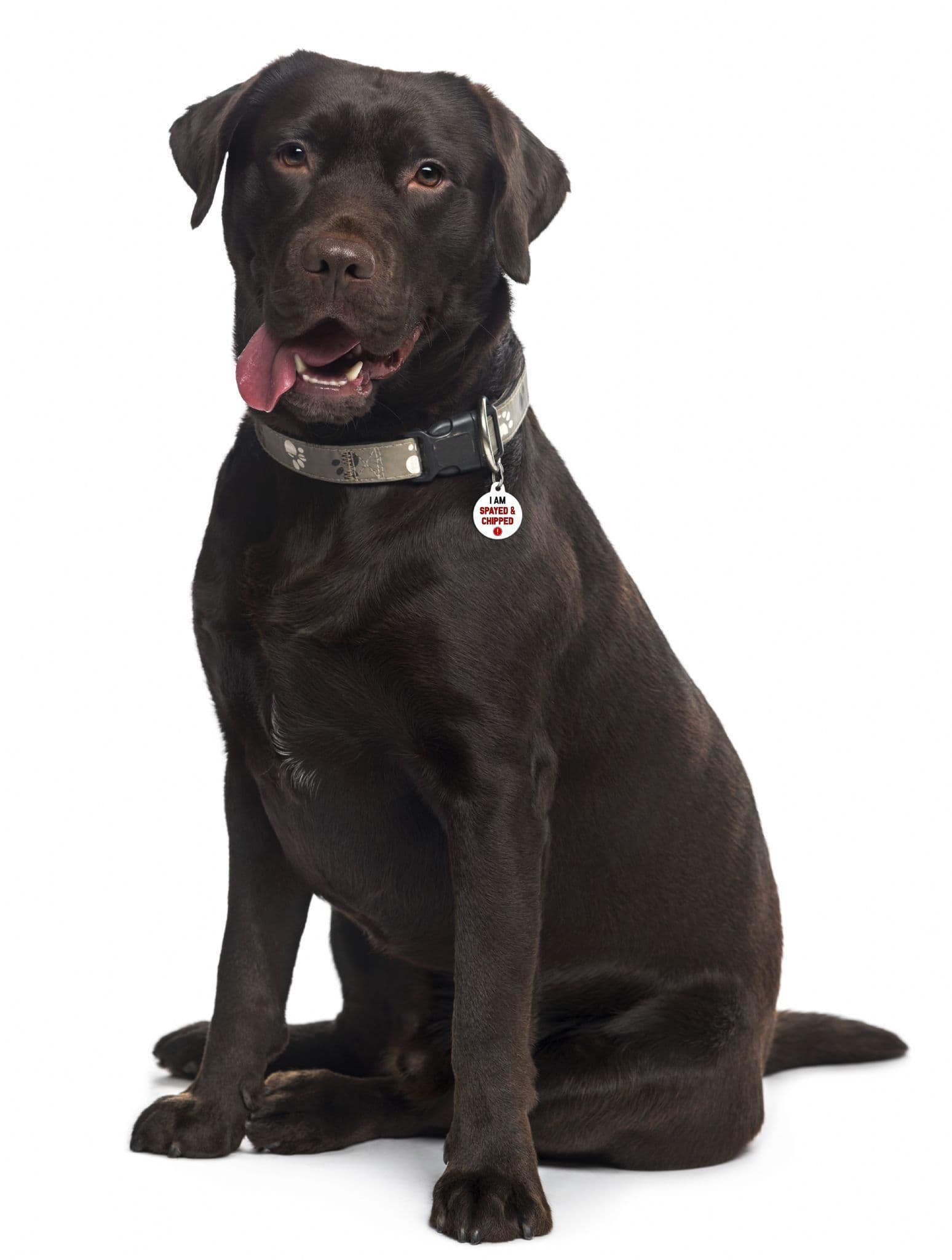 I Am Spayed & Chipped - Pet (Dog & Cat) ID Tag