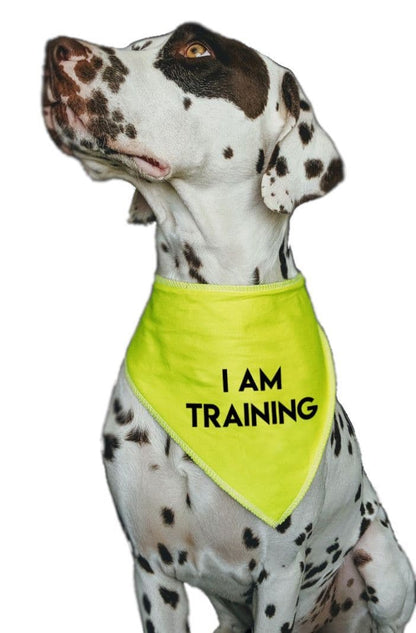 'I AM TRAINING' Alert Hi Viz Dog Bandana