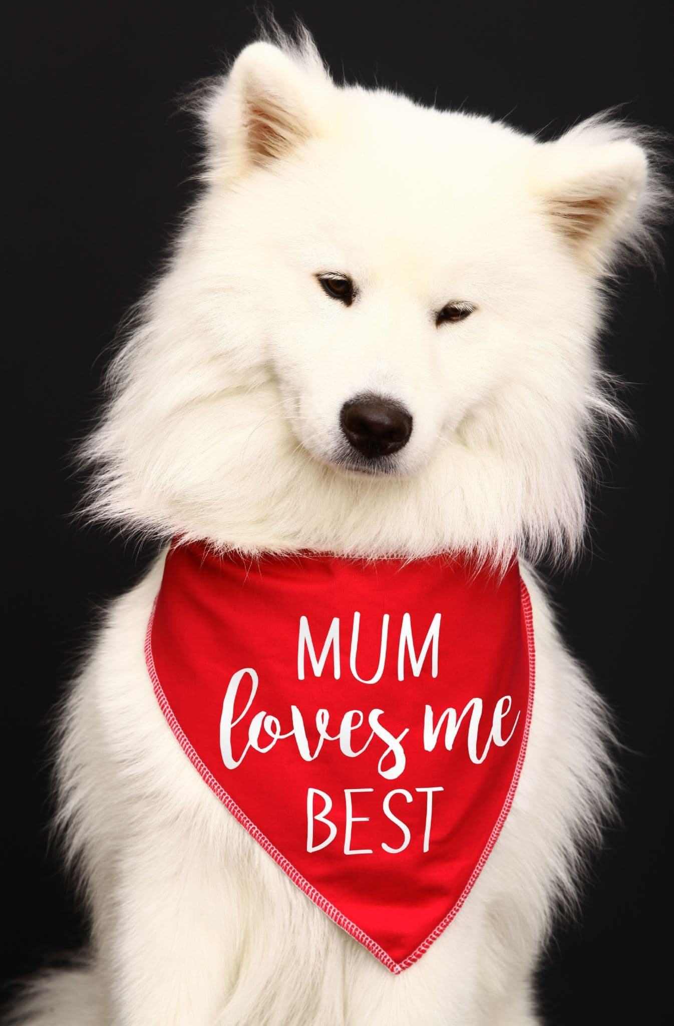 'Mum Loves Me Best' Happy Mother's Day Dog Bandana