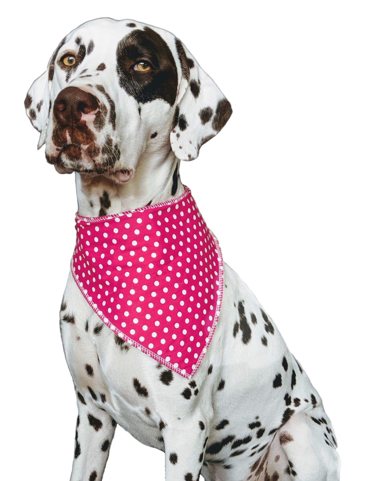 Personalised Pink Polka Dot Dog Bandana