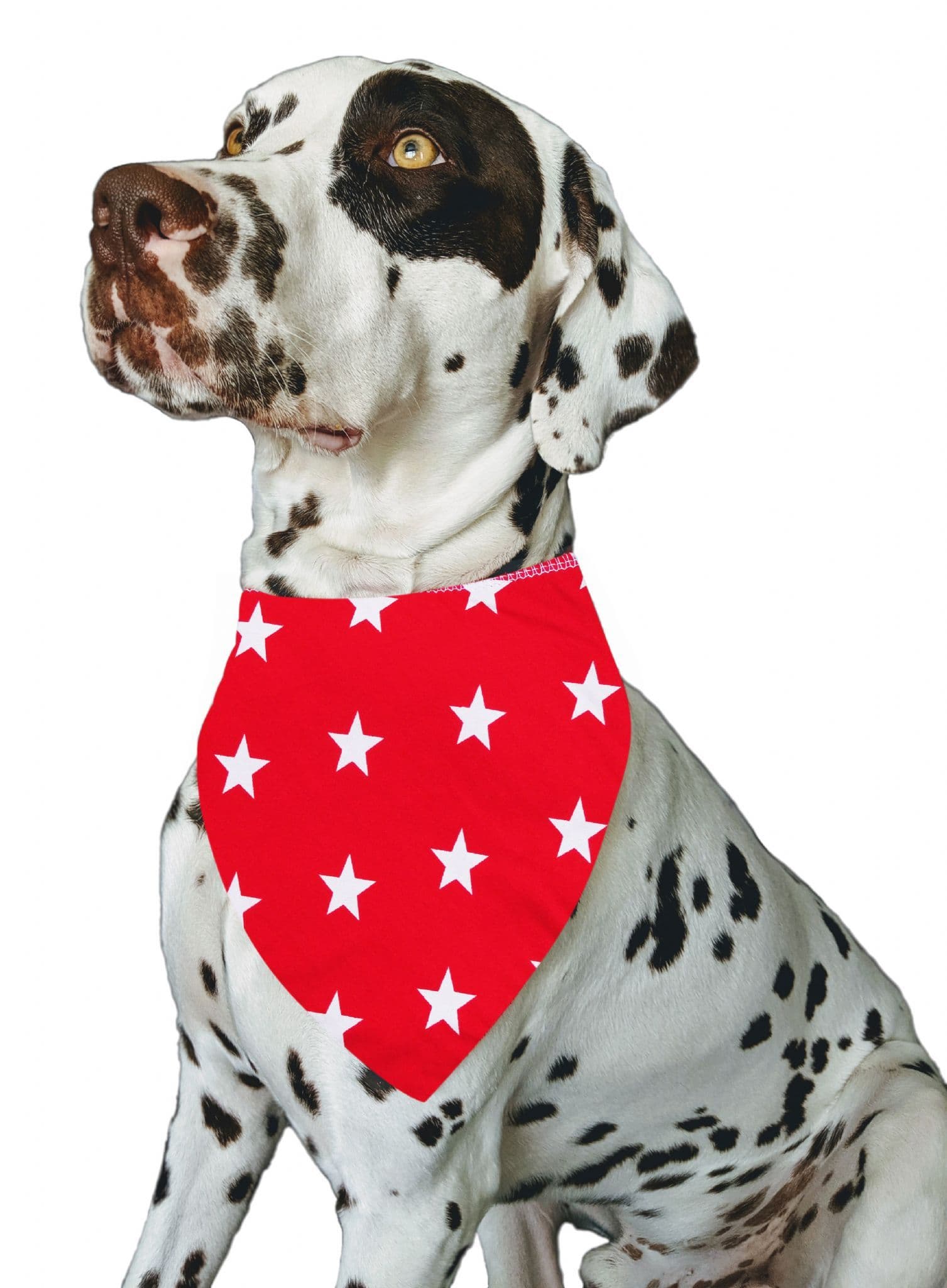 Personalised Red Super Star Dog  Bandana