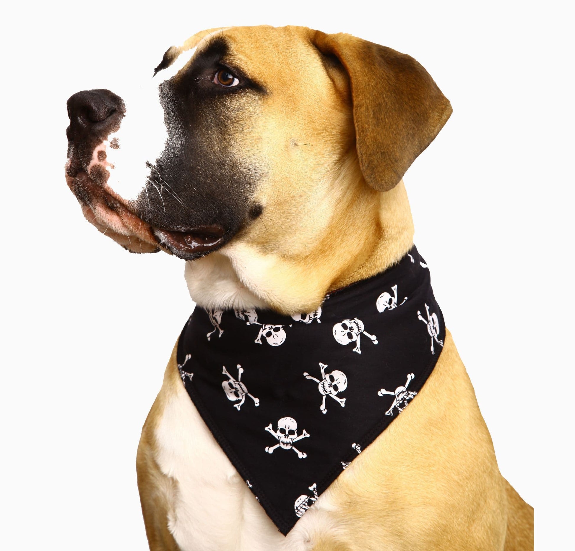 Personalised White Skulls Dog Bandana